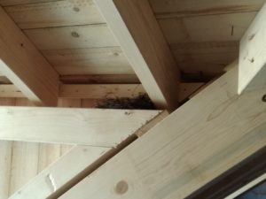 Nest1 Nest1