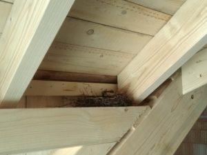 Nest2 Nest2